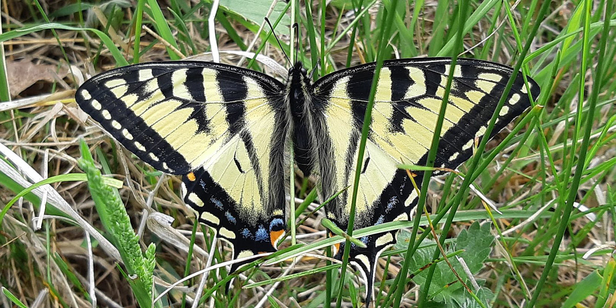 A fantastic photo by Aga.