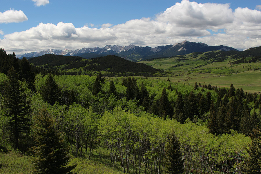 Everything looks so green!