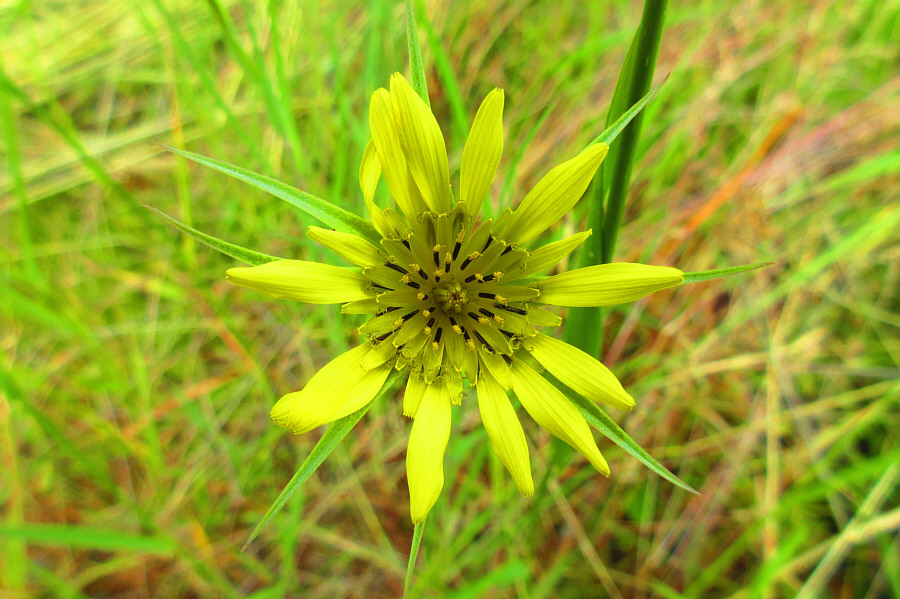 I thought this was a false dandelion!