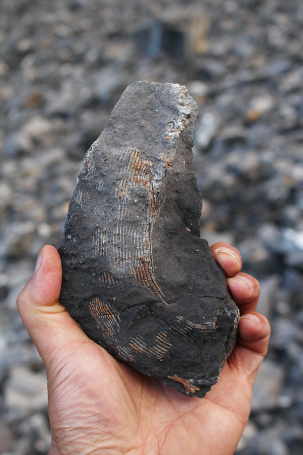 Eveything is bigger in the States!