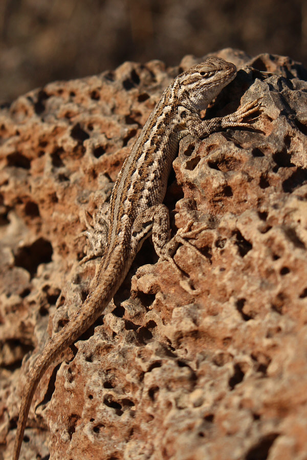 Common and ubiquitous.