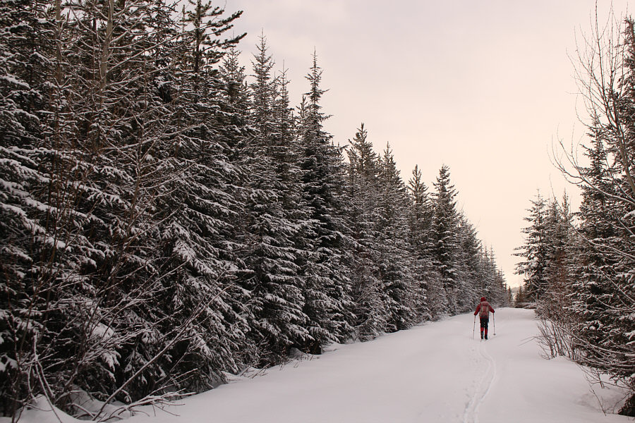 This trail looks like it could be somewhere on the prairies!
