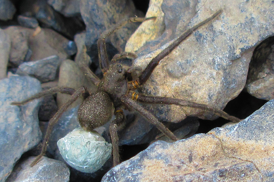 Maybe that's why there are less mosquitoes here in the alpine...