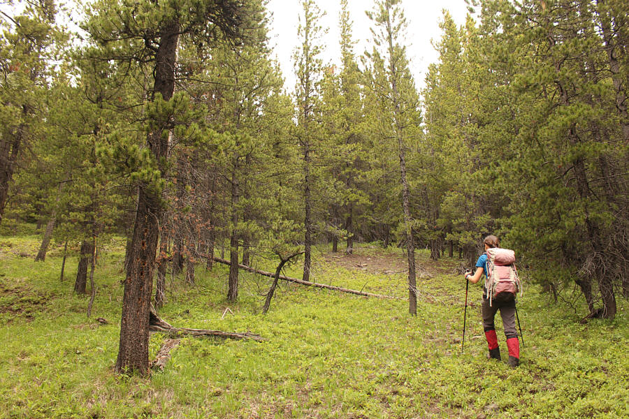 If you're bushwhacking, you're in the wrong place!