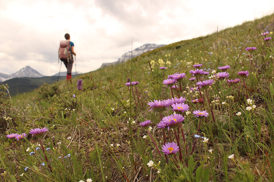 Actually, there's quite an amazing variety of wildflowers here.