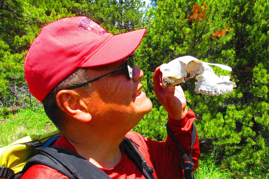 The dead deer has better teeth than me!