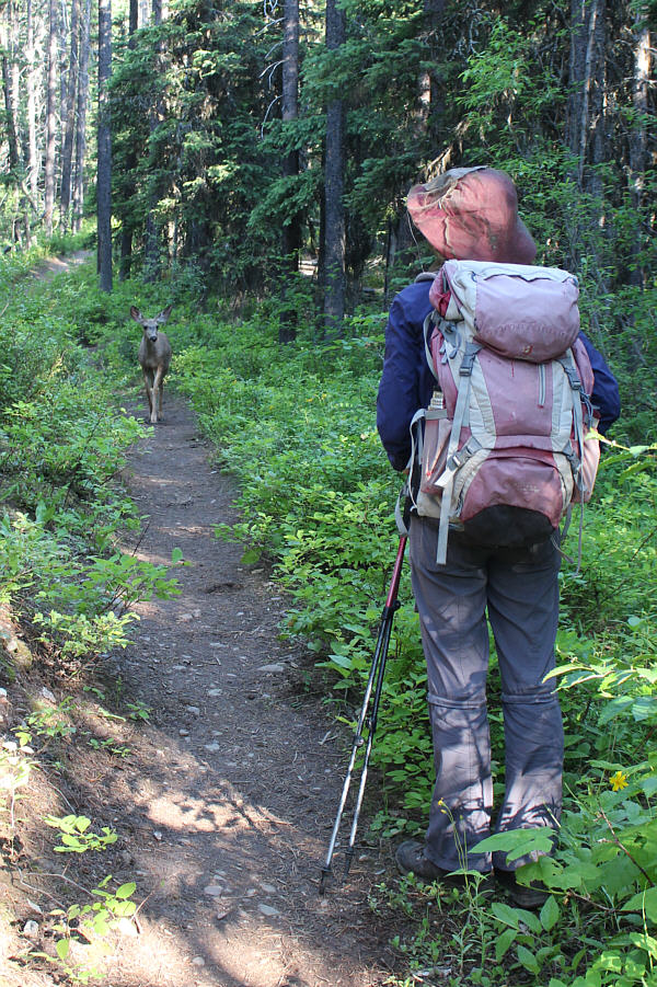 There was a second deer here just out of view to the left.