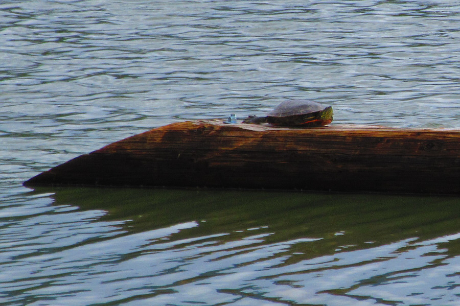 Is it a mutant ninja?