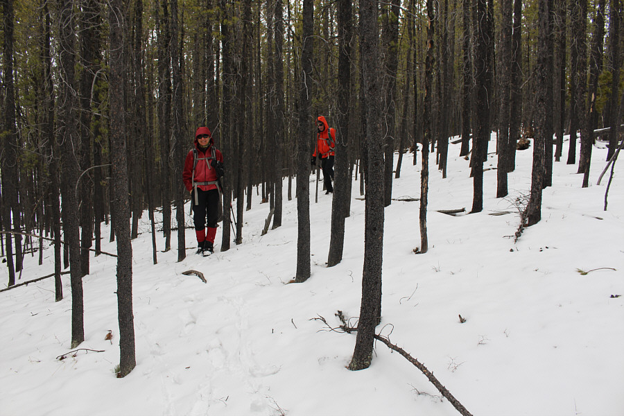 Luckily, the snow wasn't deep, and deadfall was minimal.