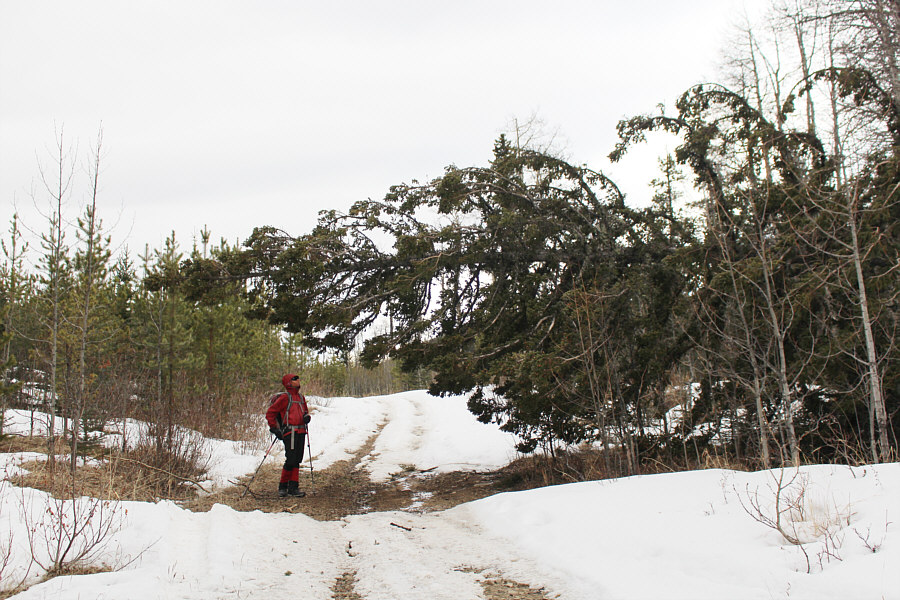 Makes it easier to hang Christmas lights!
