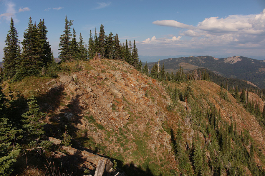 Why didn't someone chop them down?