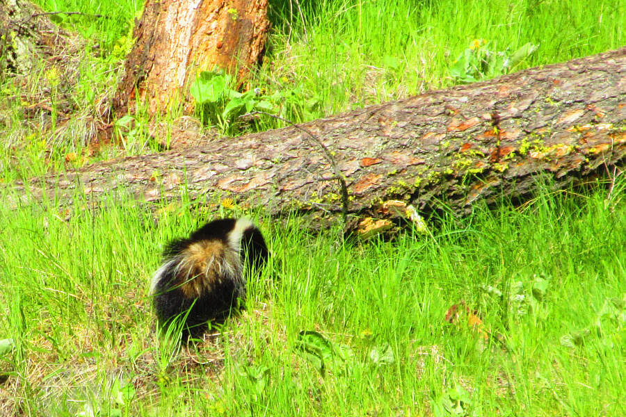 Usually it's us that are running away from a skunk!