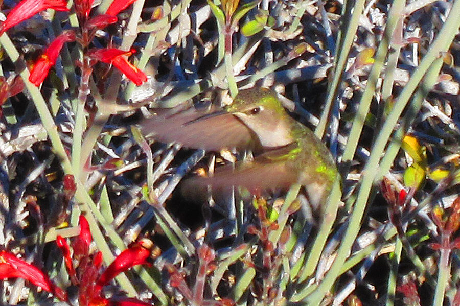 Great capture, Zosia!