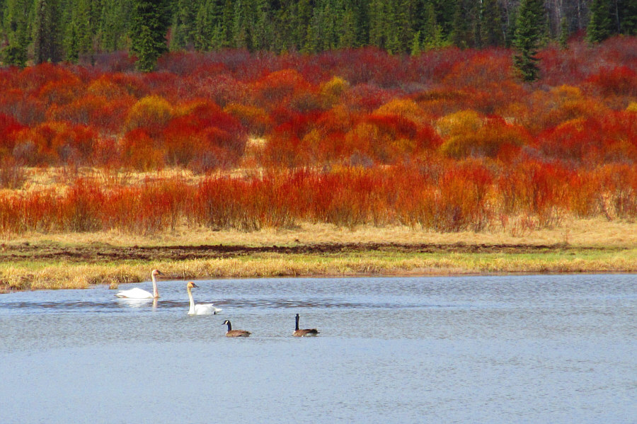 How often do you see swans in the backcountry?