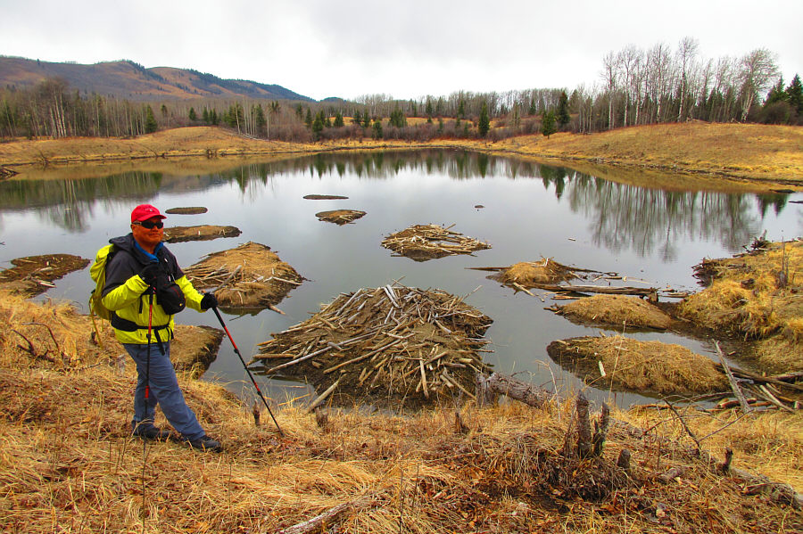 Lotsa busy beavers here, but we didn't see any unfortunately.