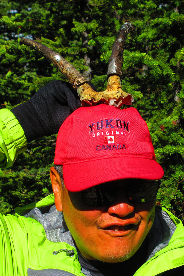 Do you know what "wearing the horns" means?