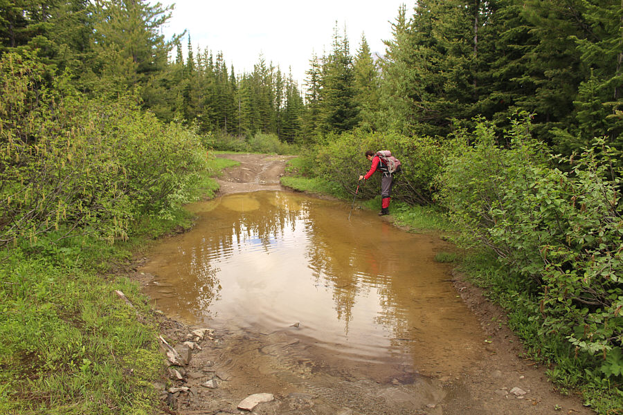 Wouldn't it be fun to just jump in?