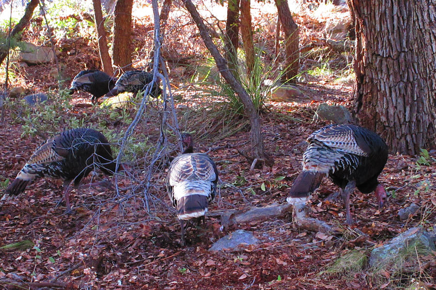 Gobble, gobble!