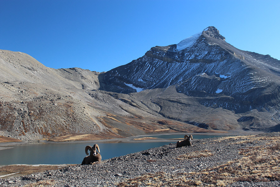 These ain't the Los Angeles Rams!