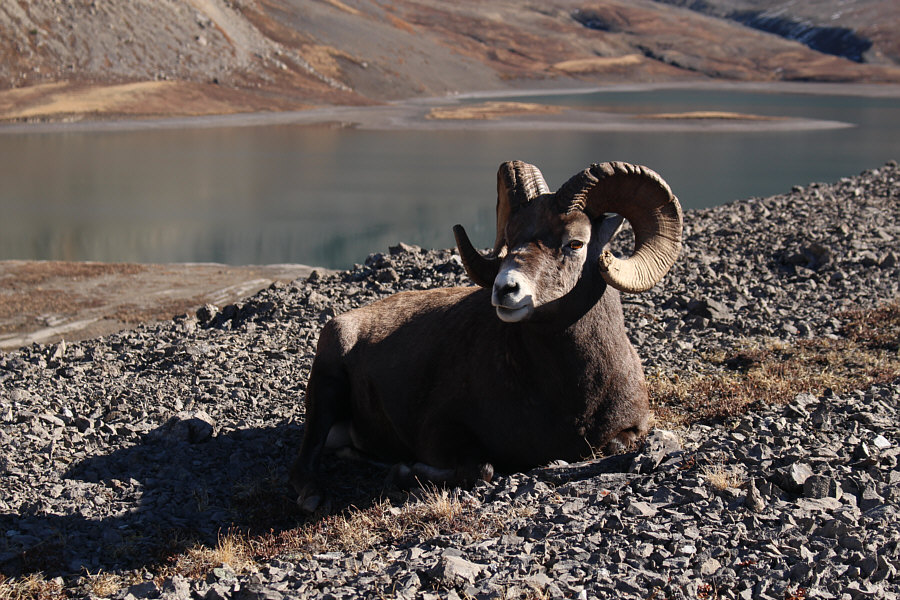 Hey, how's it going?