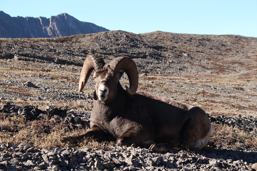 Why you here bothering us?