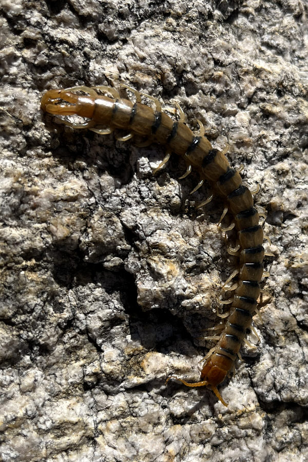 There are apparently giant versions of these, but we didn't see any.