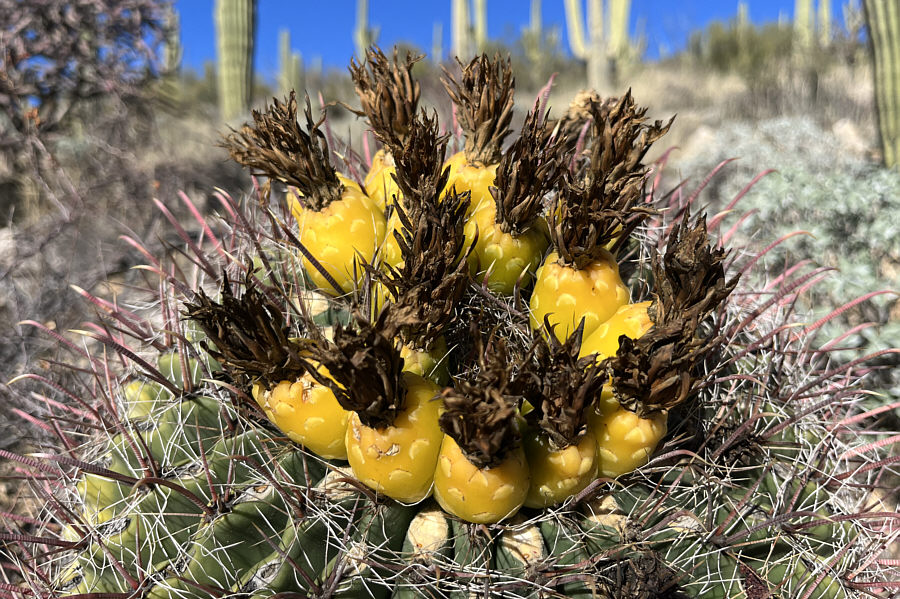 They're apparently delicious if cooked the right way.