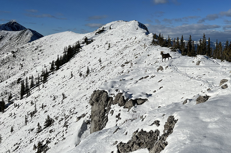 The sheep actually jumped down the cliff band at centre like it was nothing!