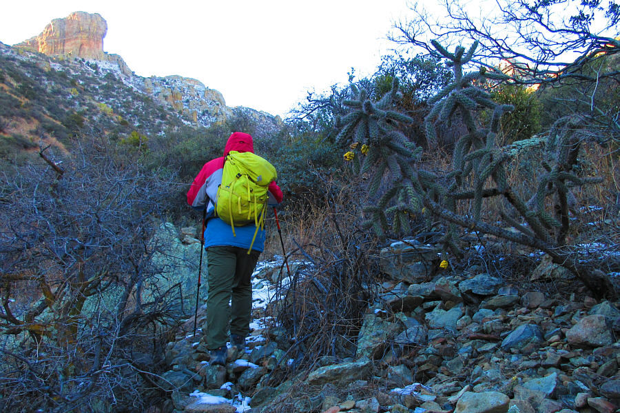 The yellow fruits are apparently edible.