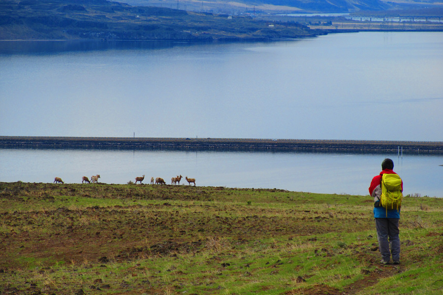 This was the second herd of sheep we saw on this hike.