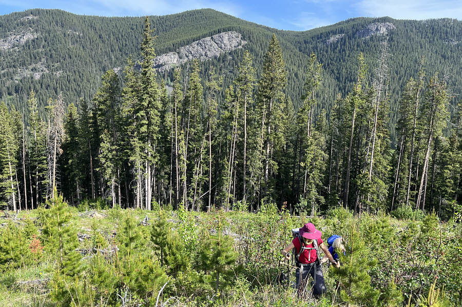 Did I mention how much I love hiking in cut blocks?