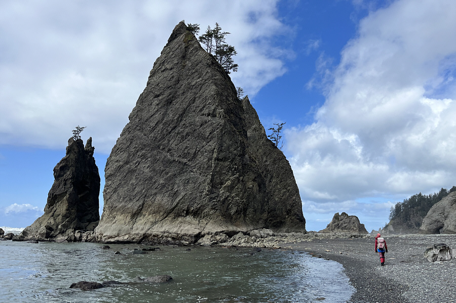 How do those trees survive on the rock?