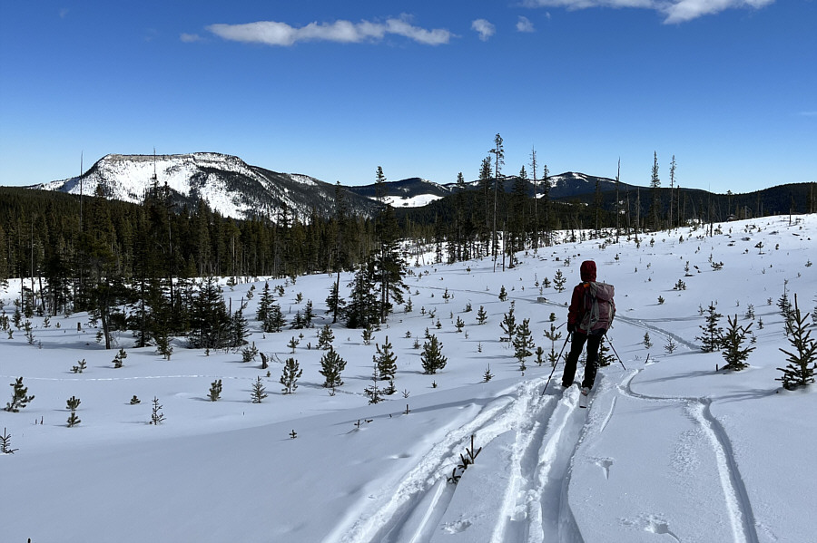 That dog is gonna be dog-tired at the end of this day!