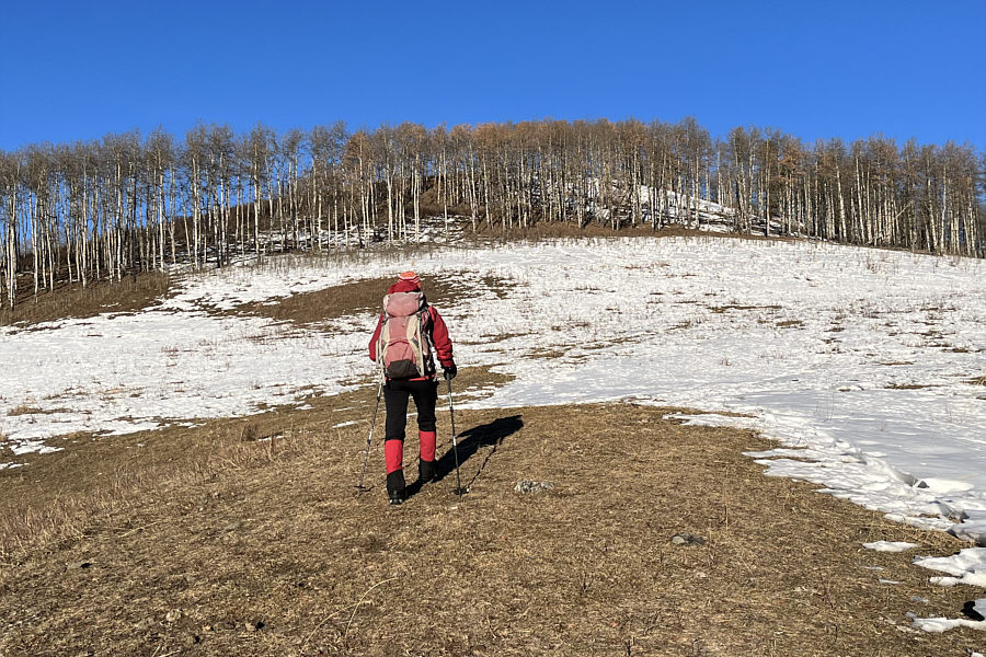 Lotsa cow poop here!