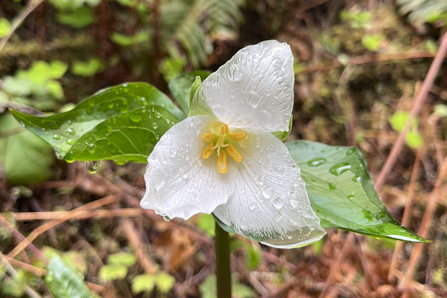 Looks even nicer when wet!