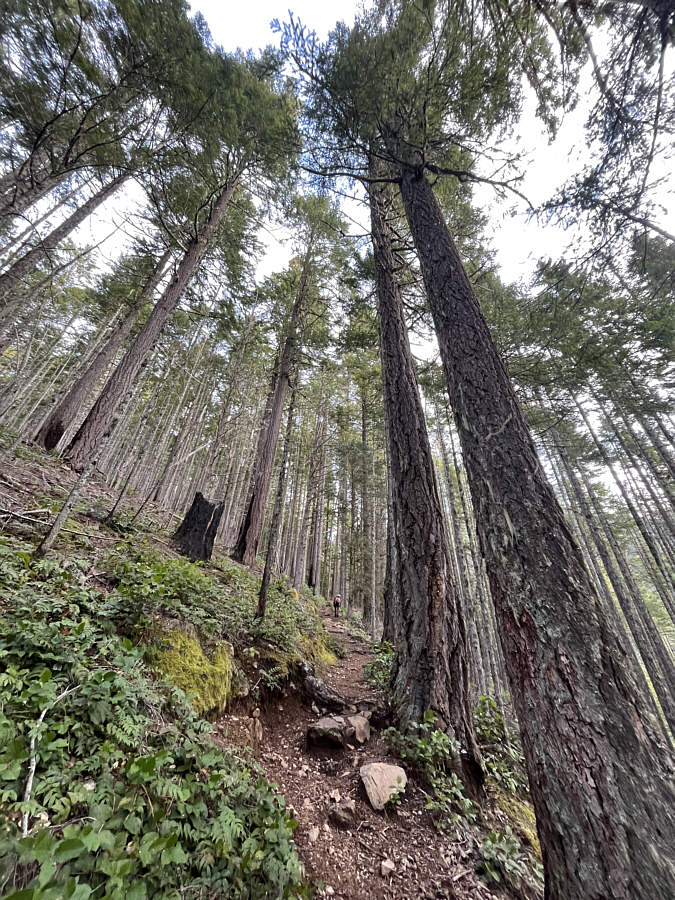 Typical viewless hiking in the Pacific Northwest!