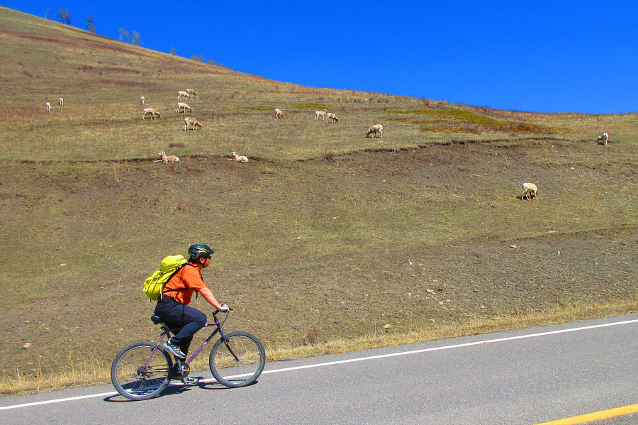 Sheep may safely graze.