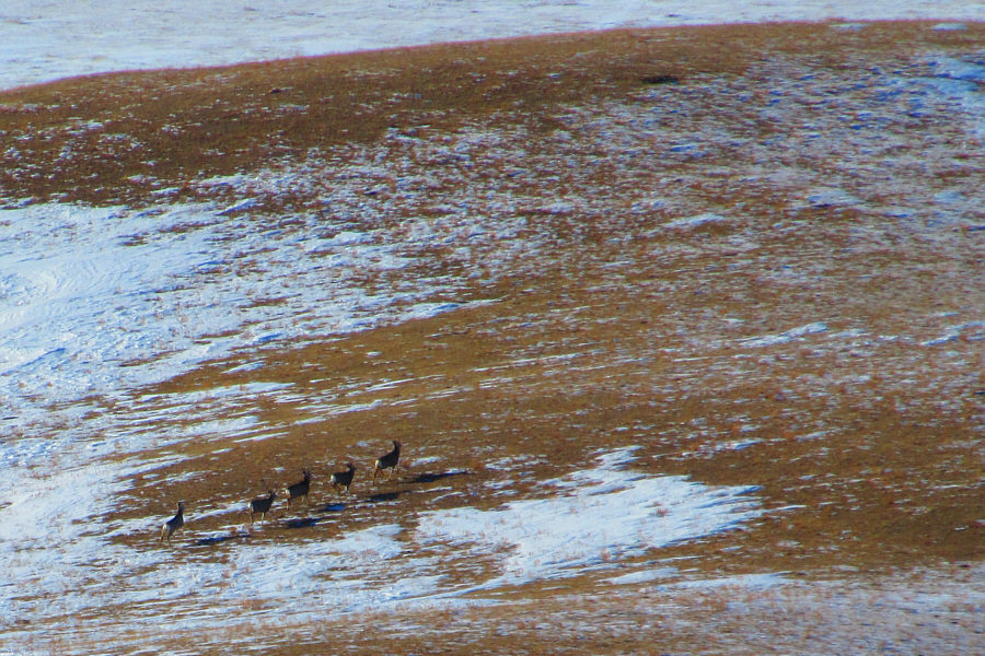 There was one more straggler behind this bunch.