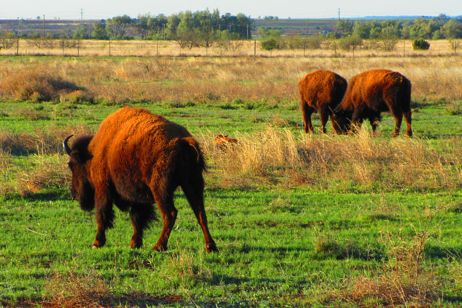 Oh give me a home where the buffalo roam...