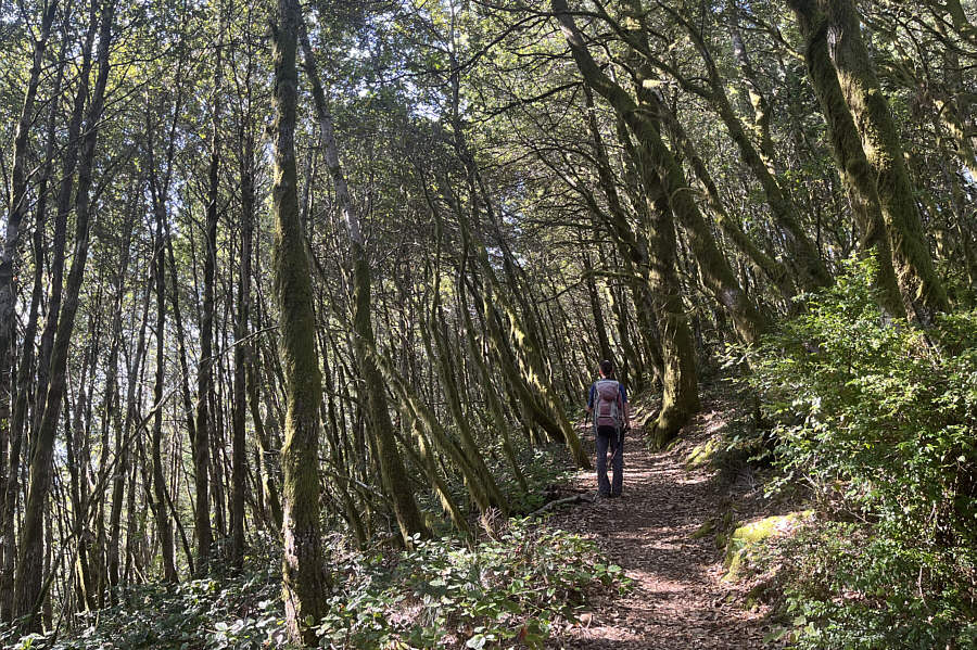 We saw a woodpecker somewhere around here.