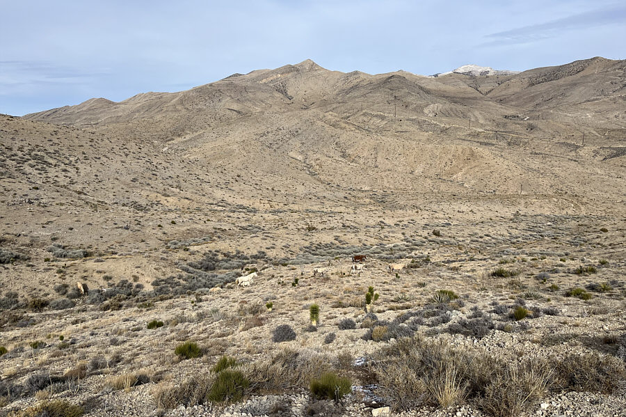 We spotted them on our way up--a most pleasant surprise.