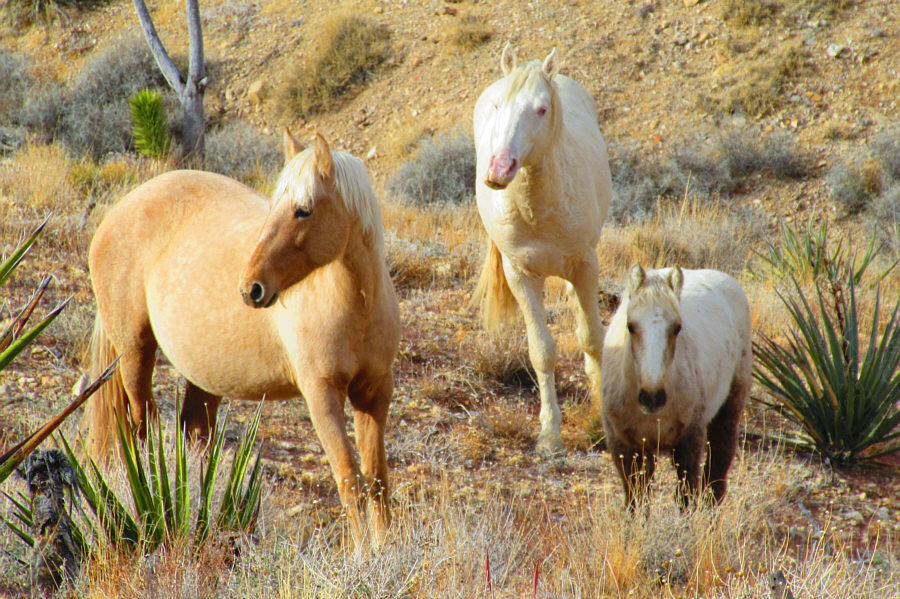 I wonder how they survive the harsh summer heat...
