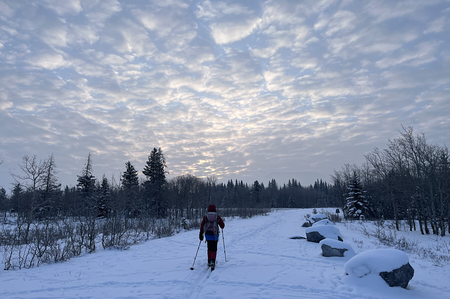 There were lots of elk near the parking area.