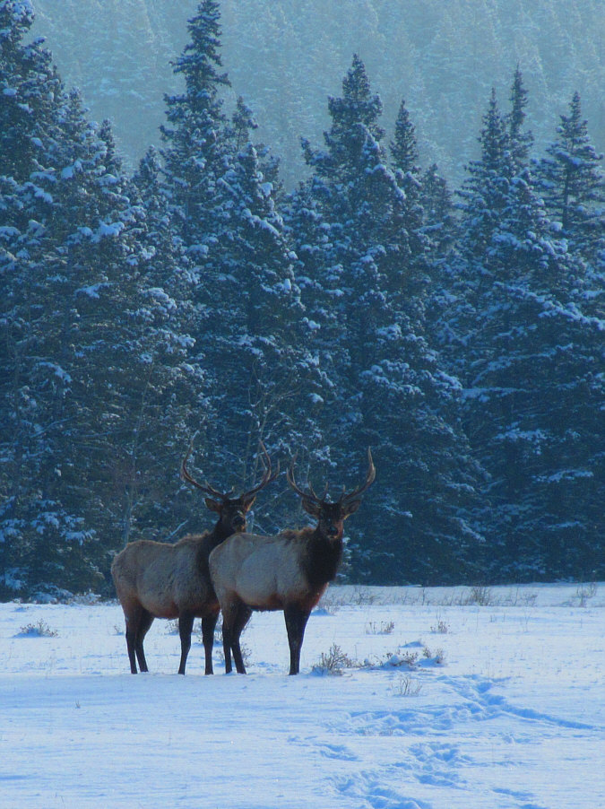 It's a good thing that they did not want to stand their ground!