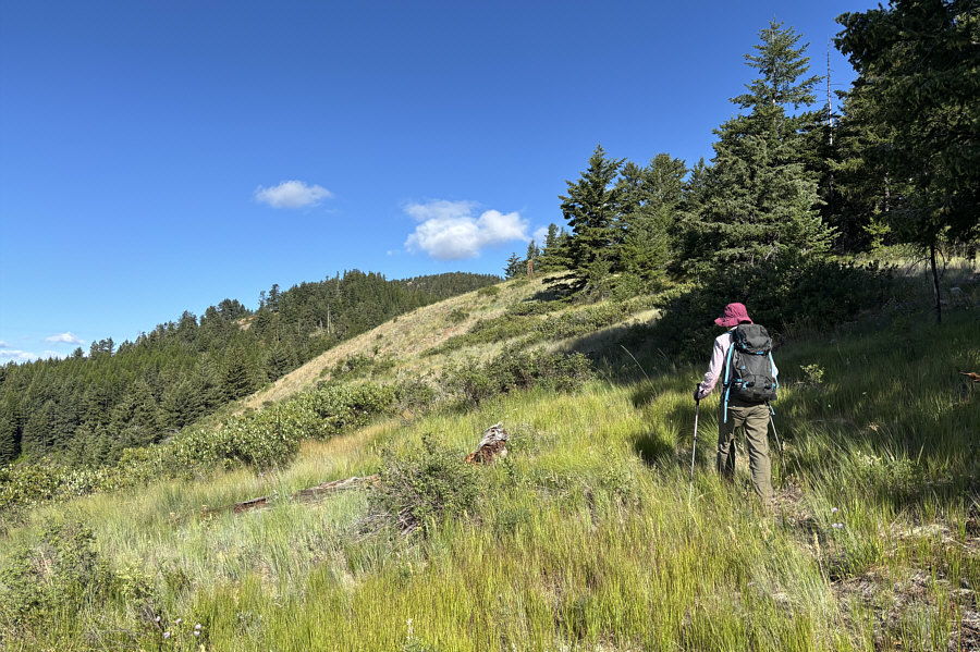 Still some bushy terrain to come though...