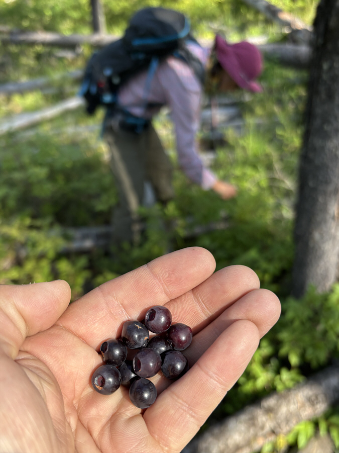Quite a bit of annoying toothpick deadfall here.