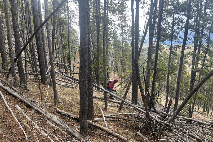 There's a lot of fuel for a wildfire here...