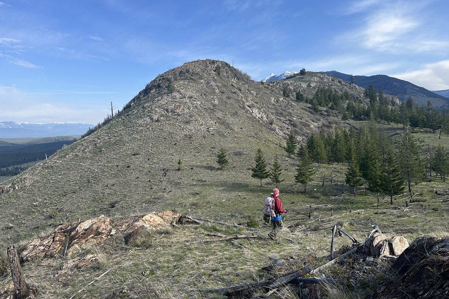 What happened to all the deer?