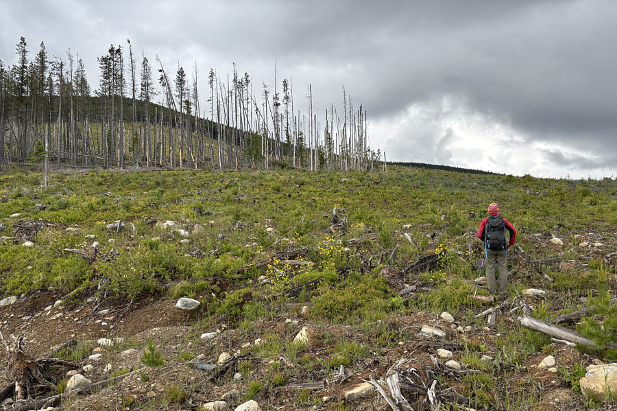 This would be a great ski slope in winter!