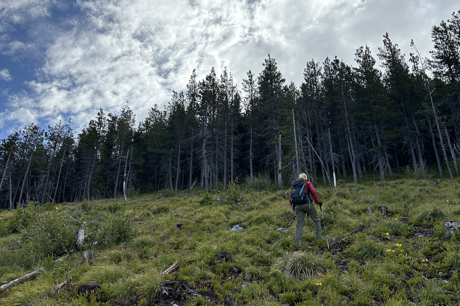 And your reward for ascending the cut block is...bushwhacking!